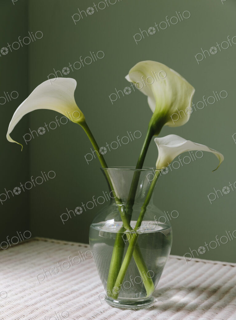 Calla lily still life