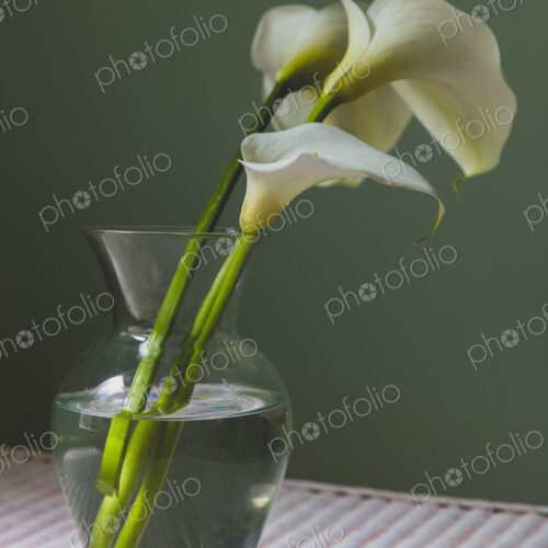Calla lily still life Calla lily still life