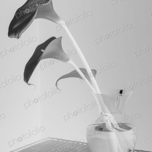 Calla lily still life Calla lily still life