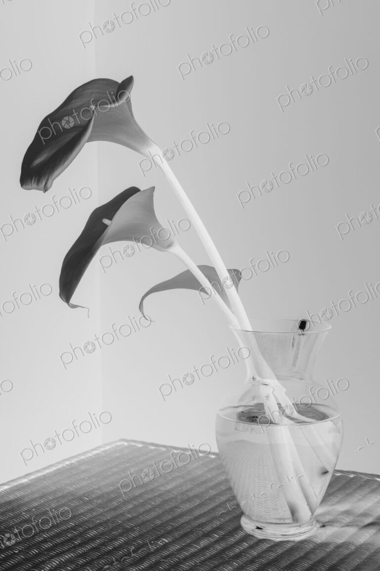 Calla lily still life