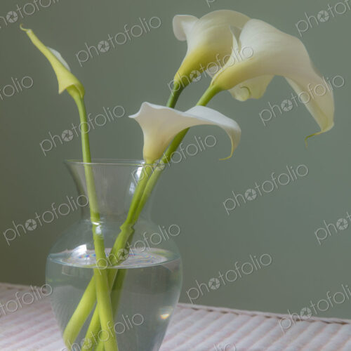 Calla lily still life Calla lily still life