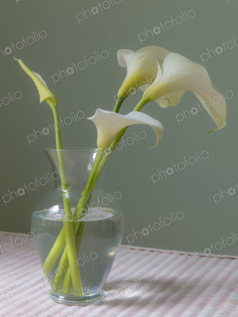 Calla lily still life