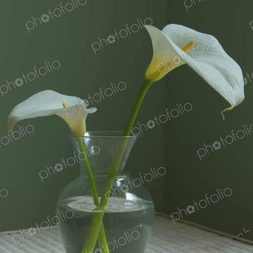 Calla lily still life Calla lily still life