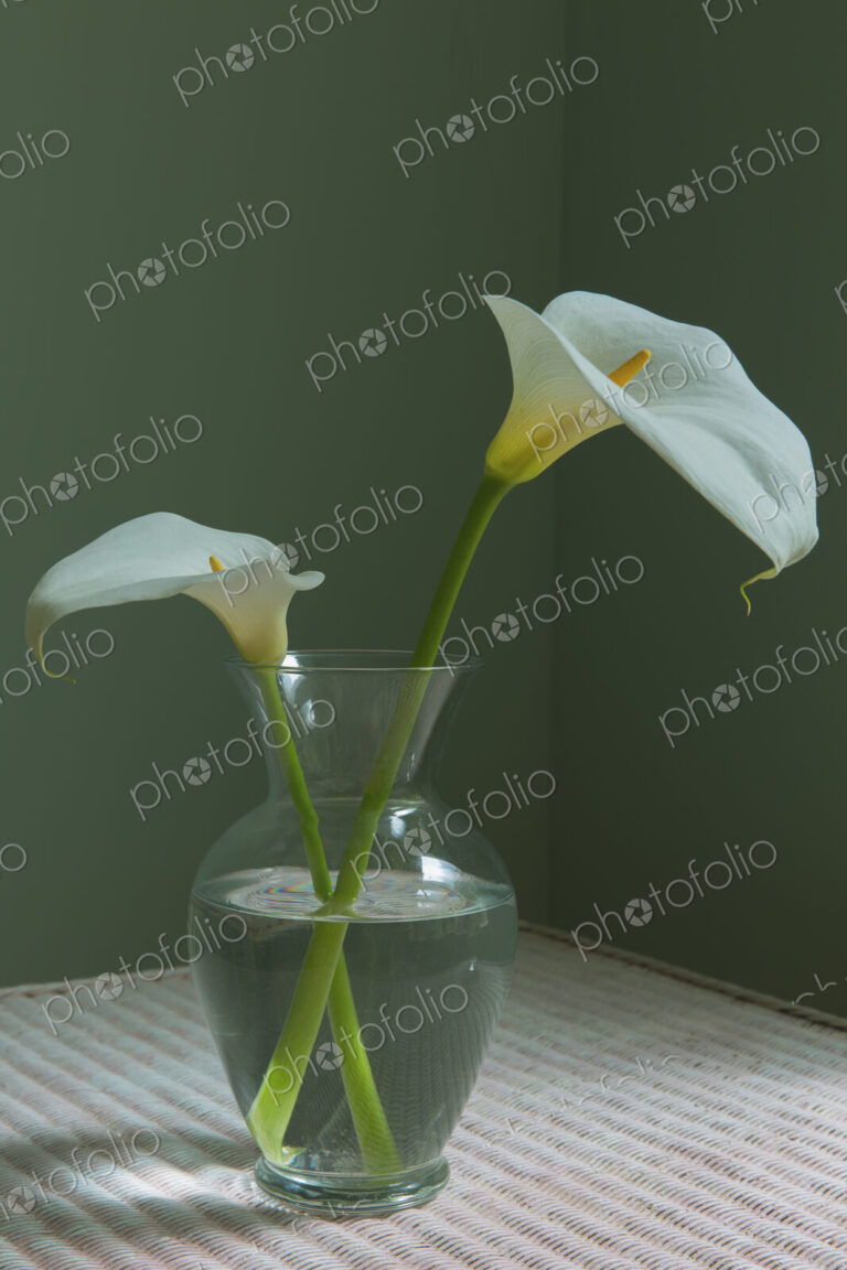 Calla lily still life