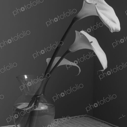 Calla lily still life Calla lily still life