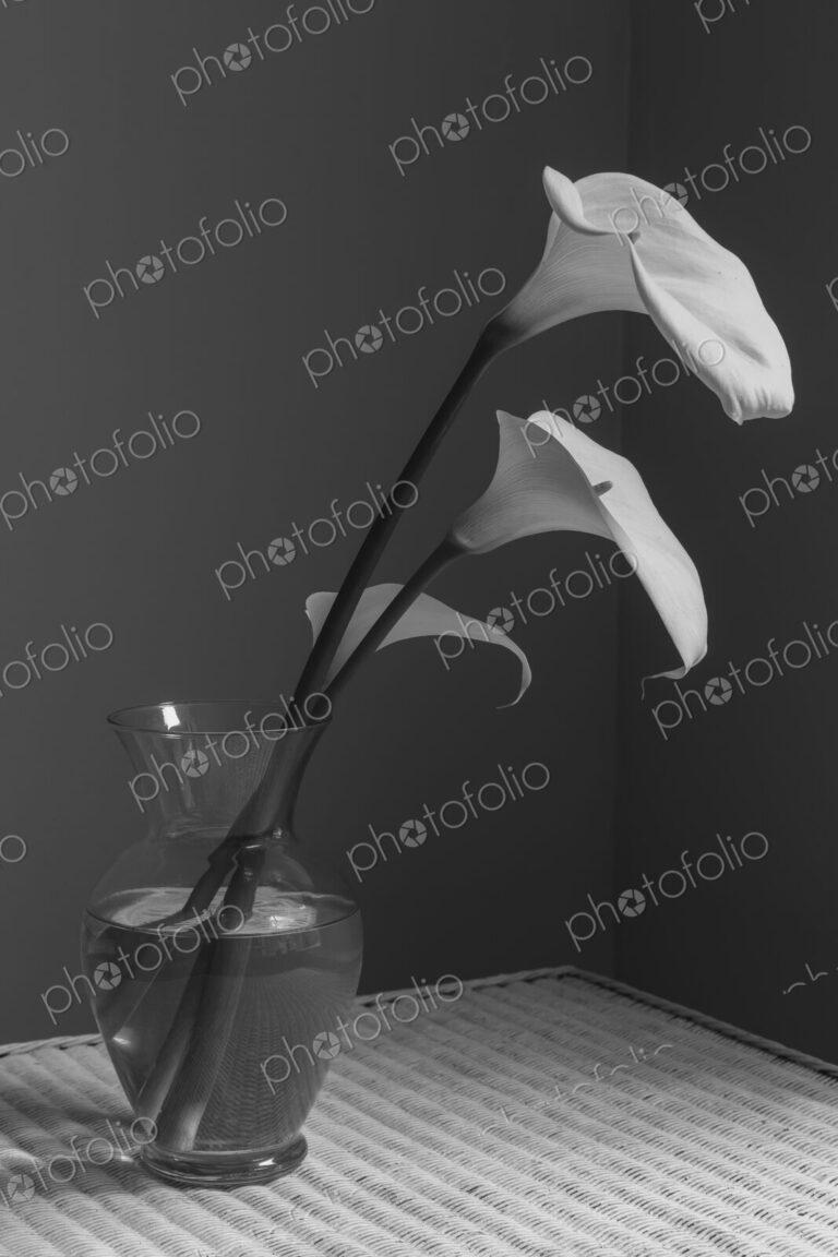 Calla lily still life
