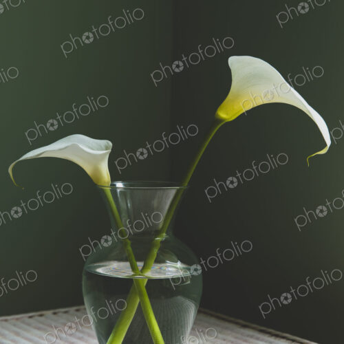 Calla lily still life Calla lily still life
