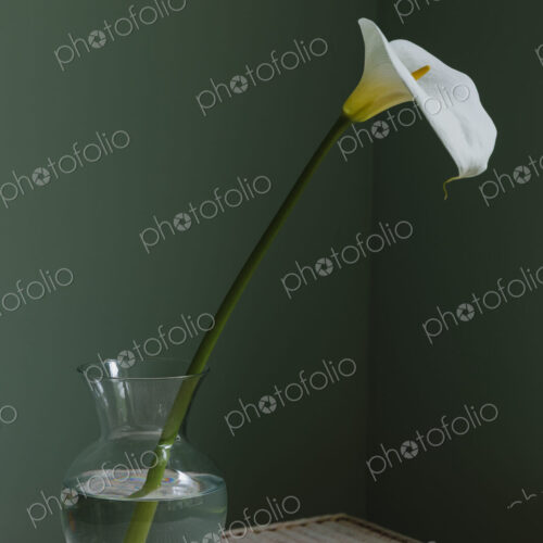 Calla lily still life Calla lily still life