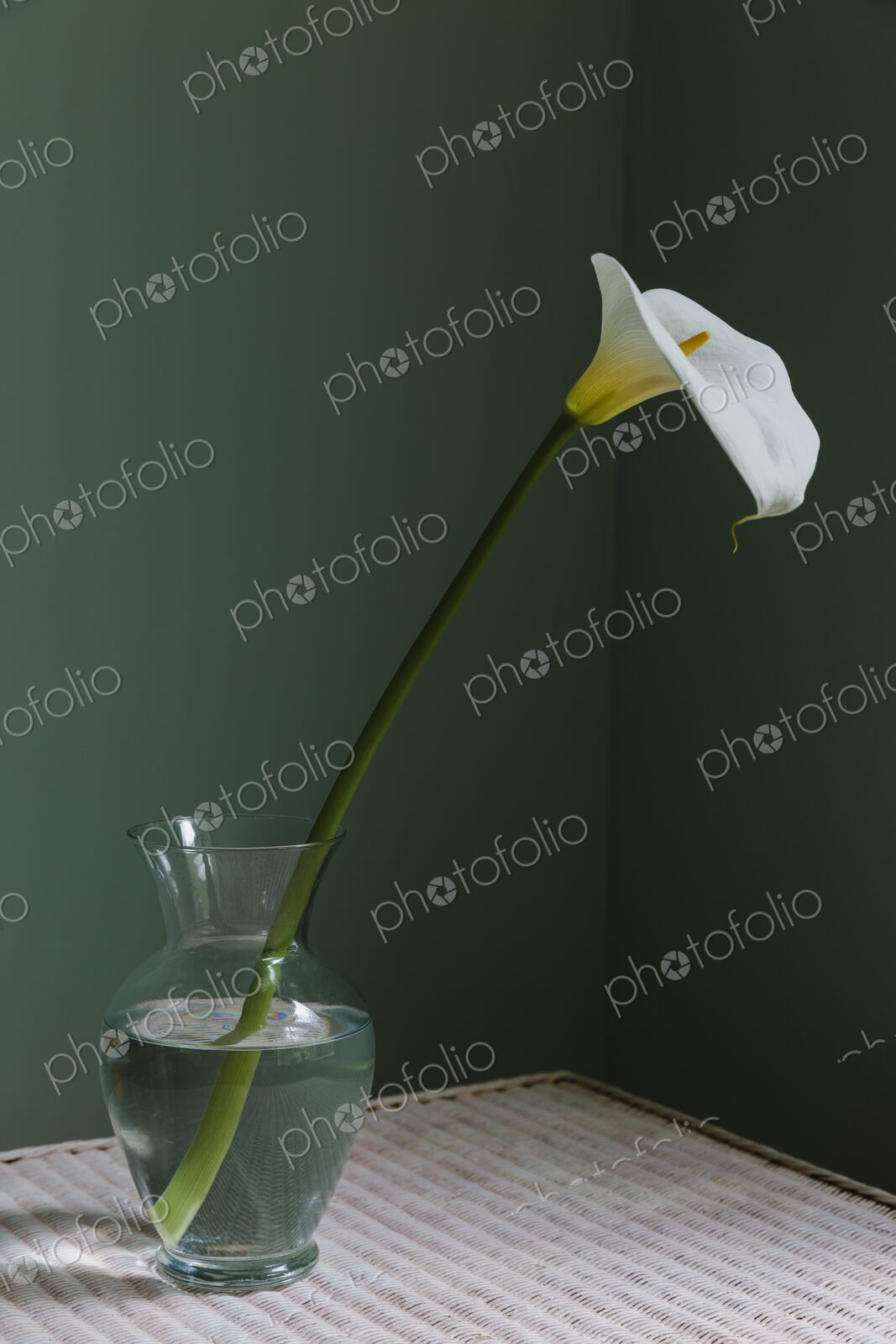 Calla lily still life