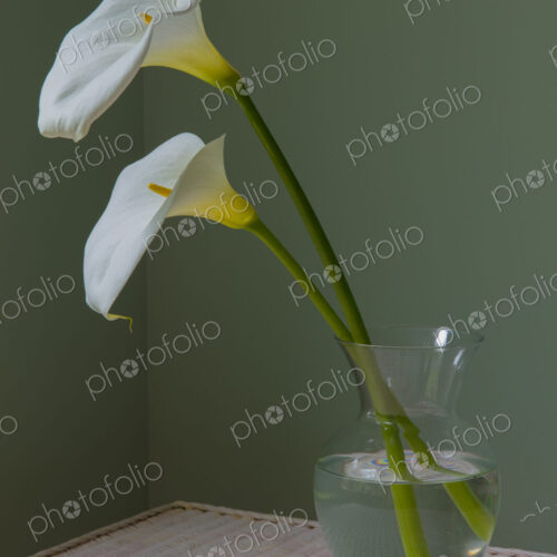 Calla lily still life Calla lily still life