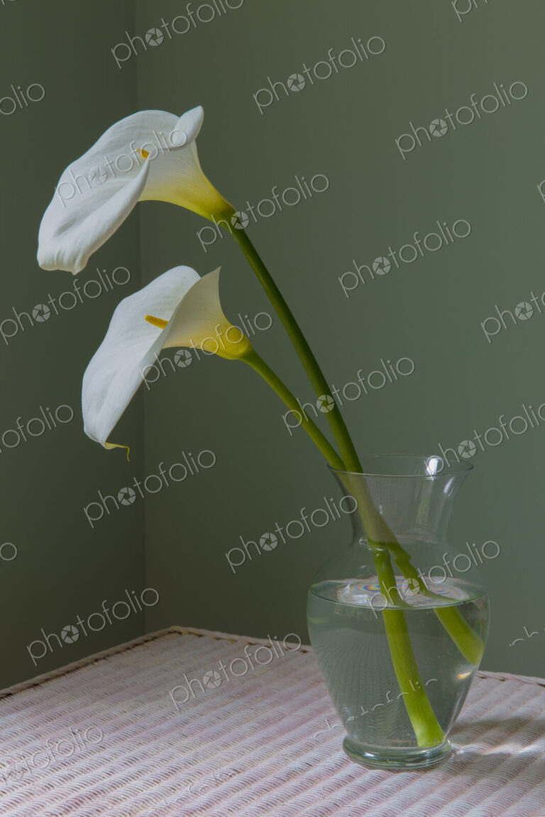 Calla lily still life
