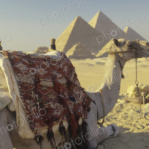 Camel and the Giza Pyramids