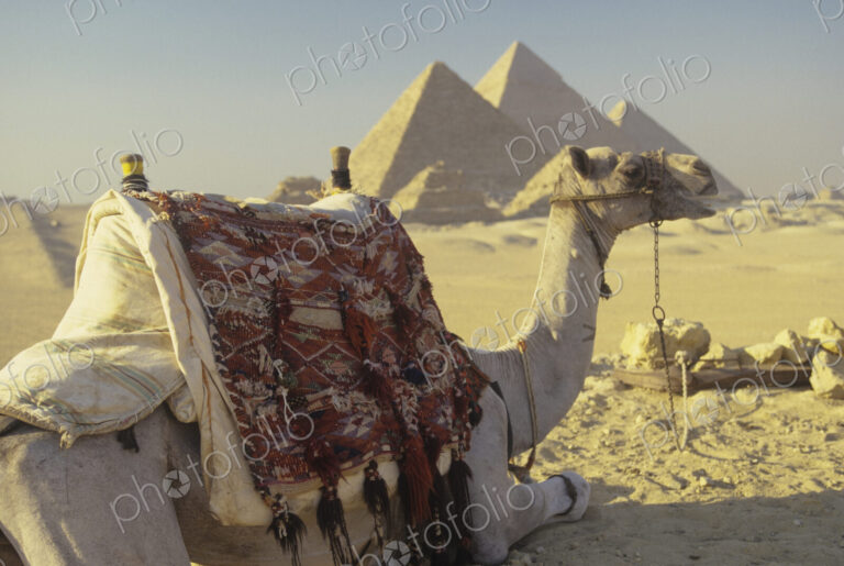 Camel and the Giza Pyramids