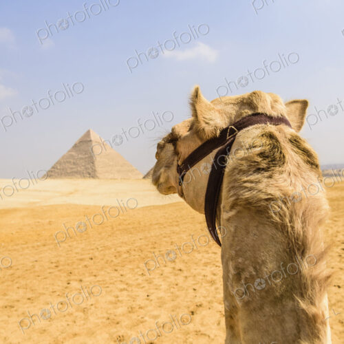 Camel at Giza, a pyramid in the background on the outskirts of Cairo.