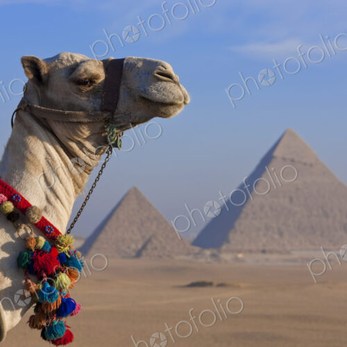 Camel in the desert with three pyramids in the Giza pyramid complex Camel in the desert with three pyramids in the Giza pyramid complex