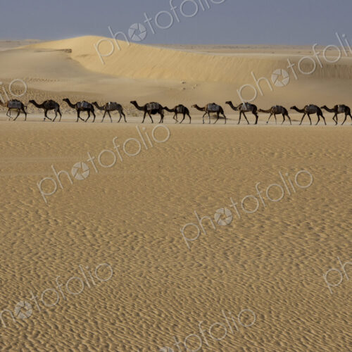 Camel train, Mali