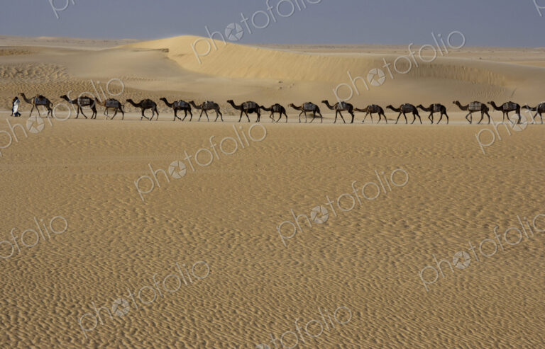 Camel train, Mali