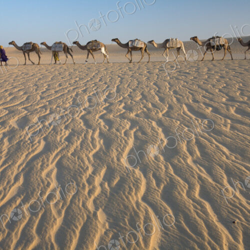 Camel train, a group of animals haltered and led by two people on the windswept sands… Camel train, a group of animals haltered and led by two people on the windswept sands…