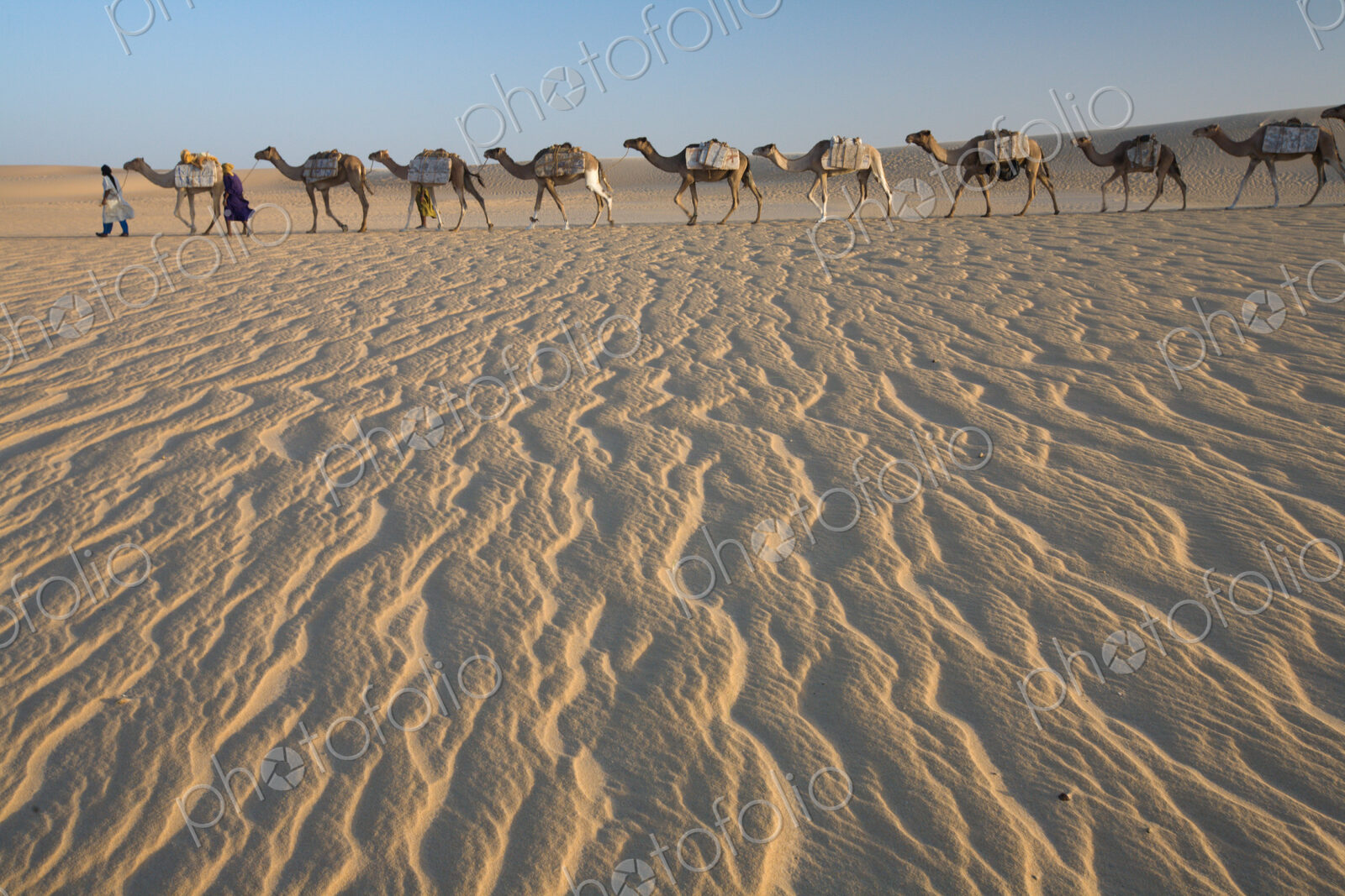 Camel train, a group of animals haltered and led by two people on the windswept sands…