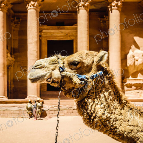 Camel wearing harness by ancient building, Petra, Jordan, jordan Camel wearing harness by ancient building, Petra, Jordan, jordan