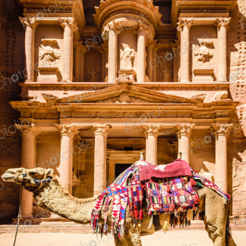 Camel wearing harness by ancient building, Petra, Jordan, jordan Camel wearing harness by ancient building, Petra, Jordan, jordan