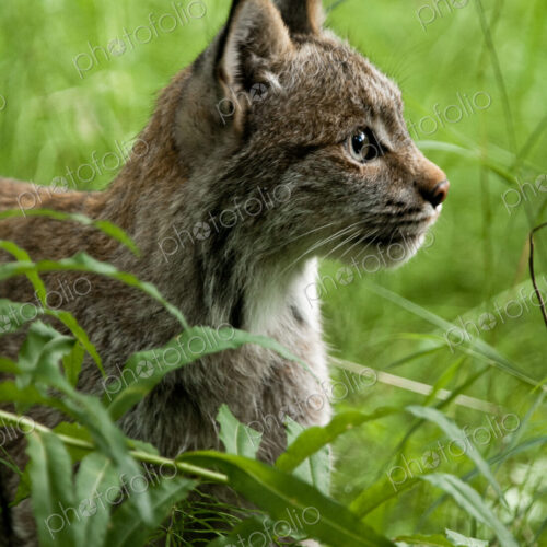 Canada Lynx, Katmai National Park, Alaska, USA