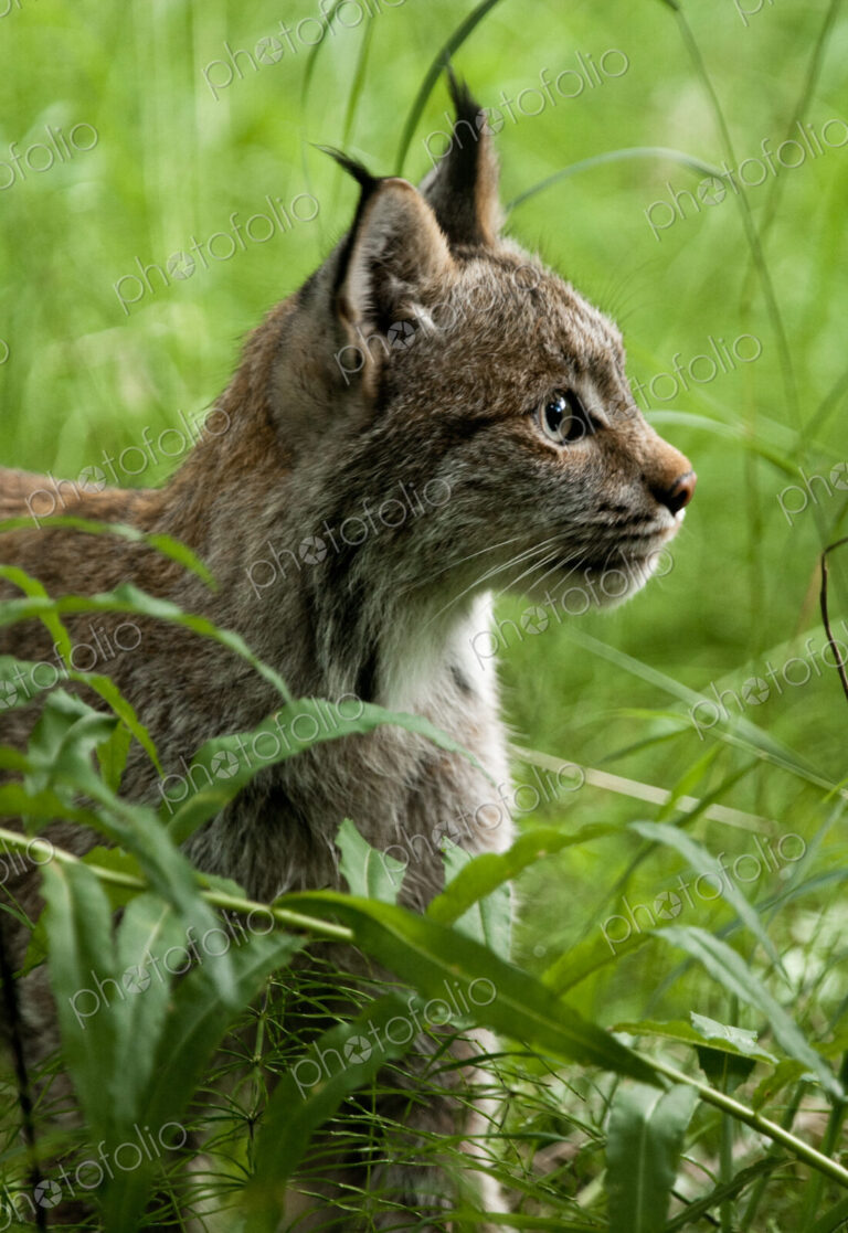 Canada Lynx, Katmai National Park, Alaska, USA