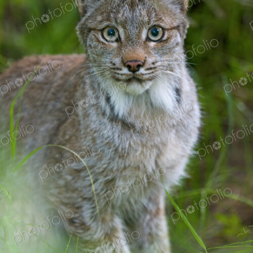 Canadian Lynx, Felis canadensis in Katmai National Park, Alaska.