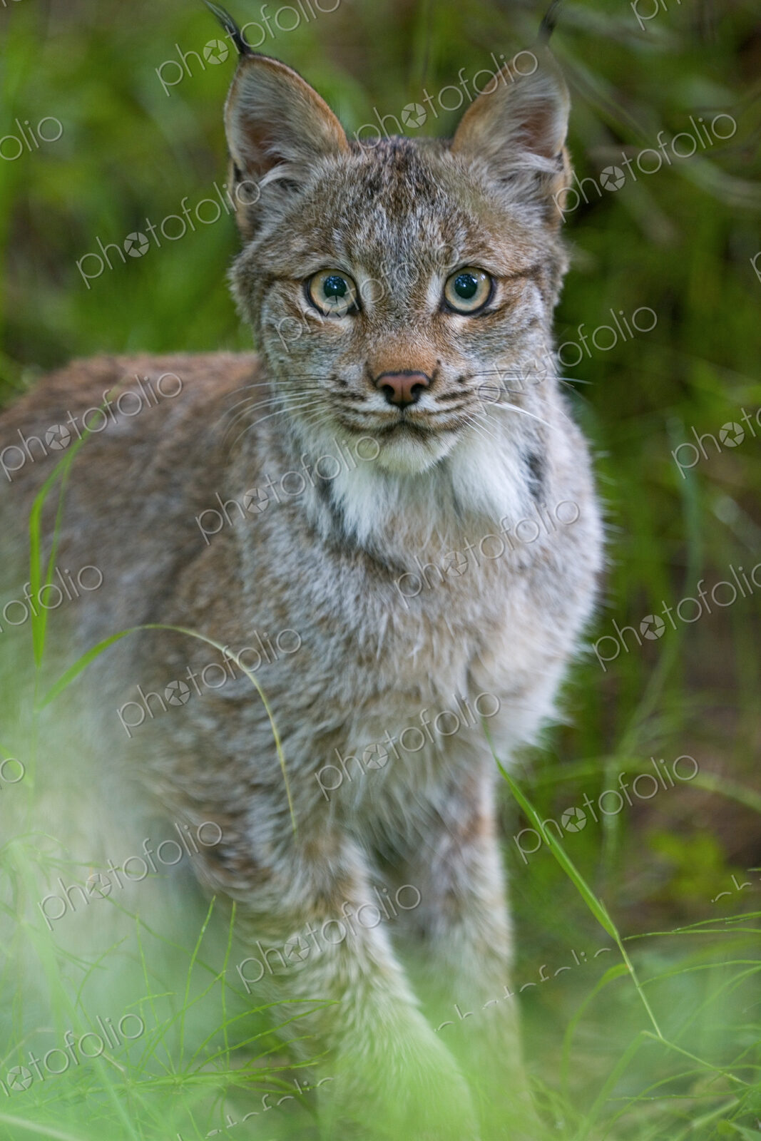Canadian Lynx, Felis canadensis in Katmai National Park, Alaska.