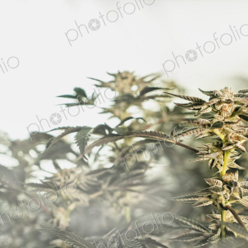Cannabis plant, leaves on the surface of water Cannabis plant, leaves on the surface of water