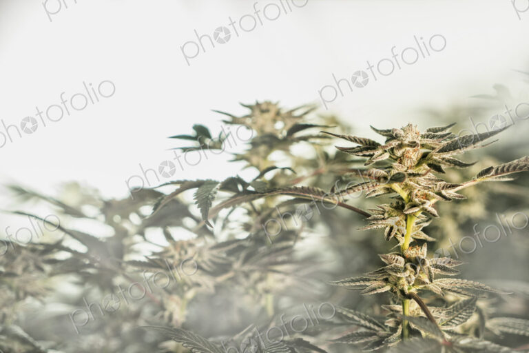 Cannabis plant, leaves on the surface of water