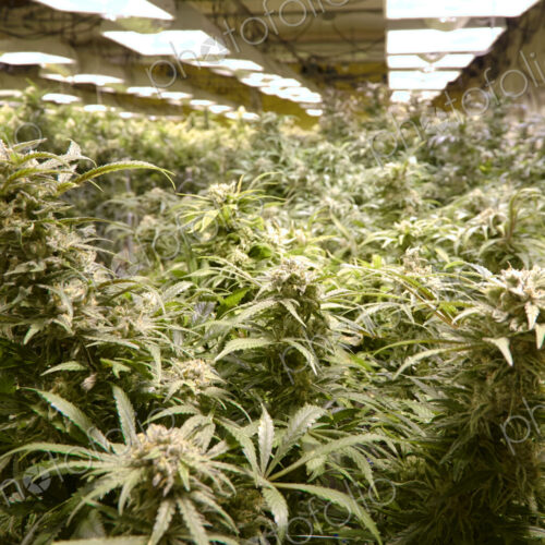 Cannabis plants growing in greenhouse Cannabis plants growing in greenhouse