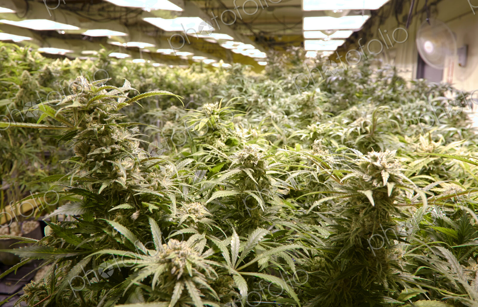 Cannabis plants growing in greenhouse