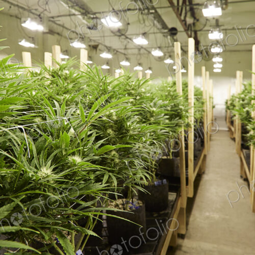 Cannabis plants growing in greenhouse Cannabis plants growing in greenhouse
