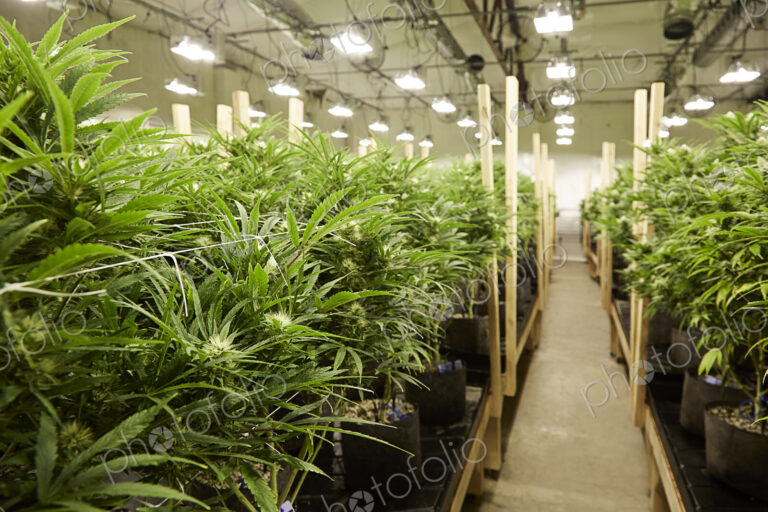 Cannabis plants growing in greenhouse