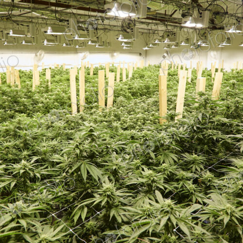 Cannabis plants growing in greenhouse Cannabis plants growing in greenhouse