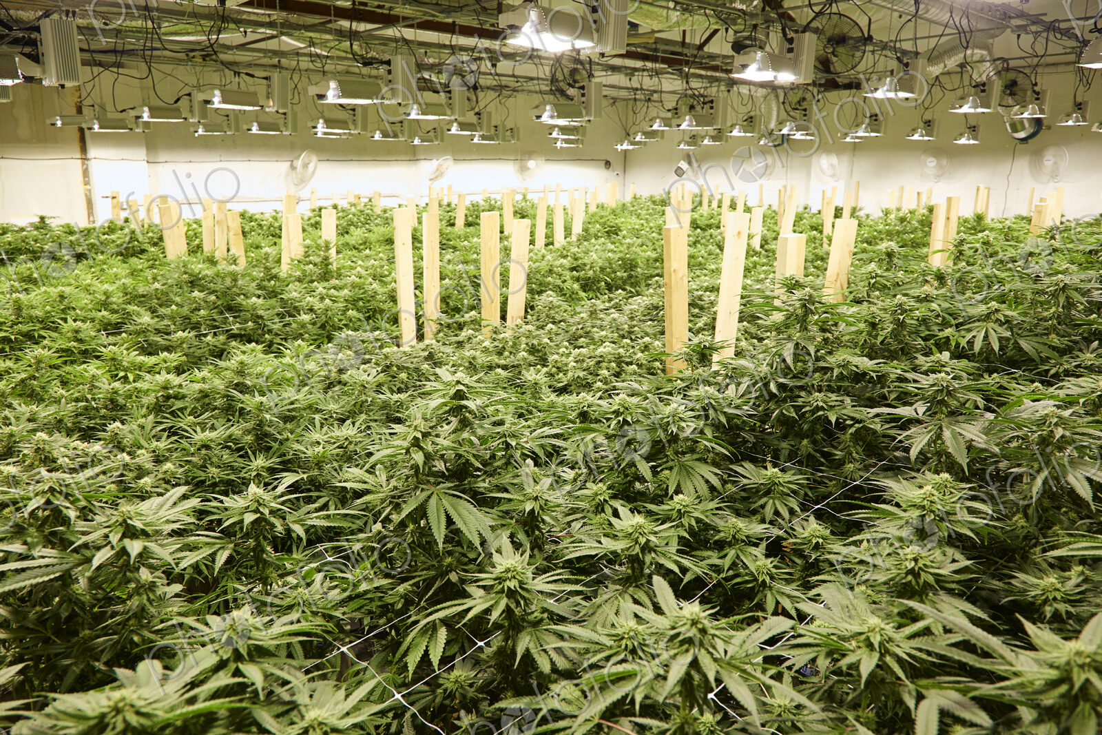 Cannabis plants growing in greenhouse