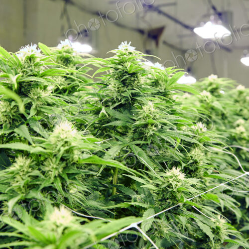Cannabis plants growing in greenhouse Cannabis plants growing in greenhouse