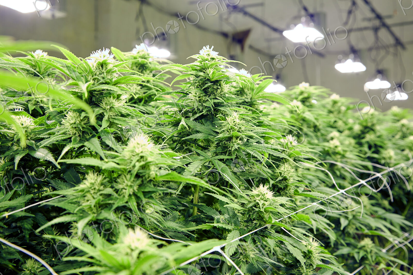 Cannabis plants growing in greenhouse