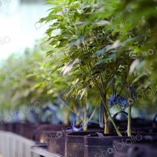 Cannabis plants growing in greenhouse Cannabis plants growing in greenhouse