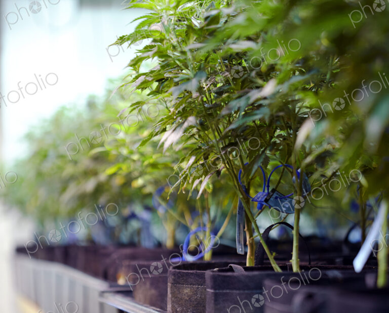 Cannabis plants growing in greenhouse
