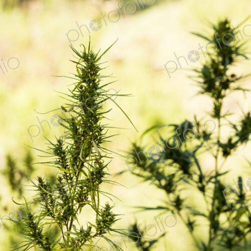 Cannabis plants growing outdoors. Cannabis plants growing outdoors.
