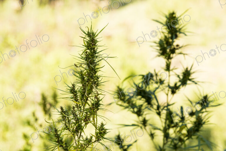 Cannabis plants growing outdoors.