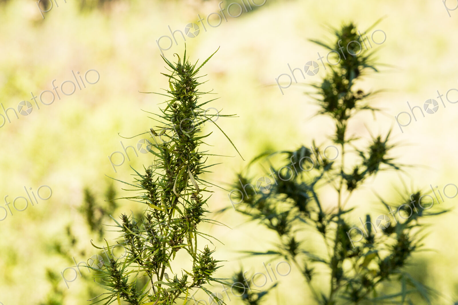 Cannabis plants growing outdoors.