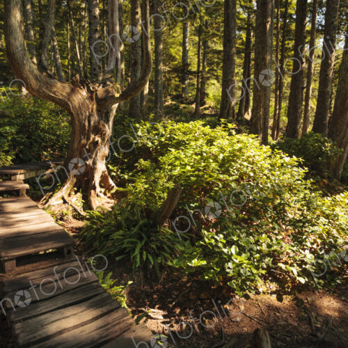 Canon 5d Mark 2, Olympic Peninsula, Pacifc Coast