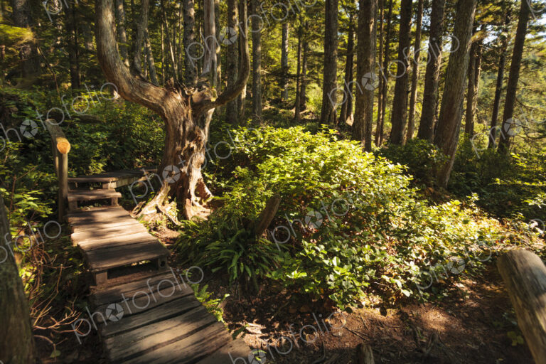 Canon 5d Mark 2, Olympic Peninsula, Pacifc Coast