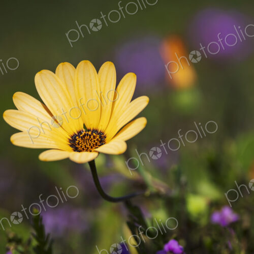 Cape Marigold, African Daisy Dimorphotheca West Coast National Park, Langebaan,… Cape Marigold, African Daisy Dimorphotheca West Coast National Park, Langebaan,…
