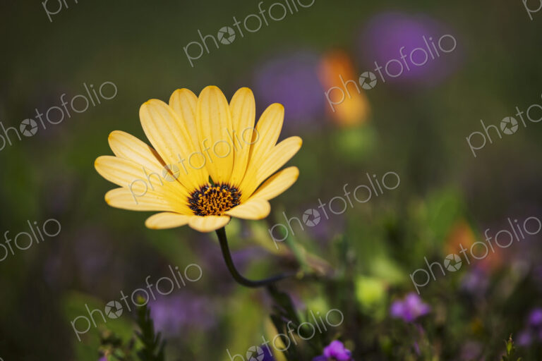 Cape Marigold, African Daisy Dimorphotheca West Coast National Park, Langebaan,…