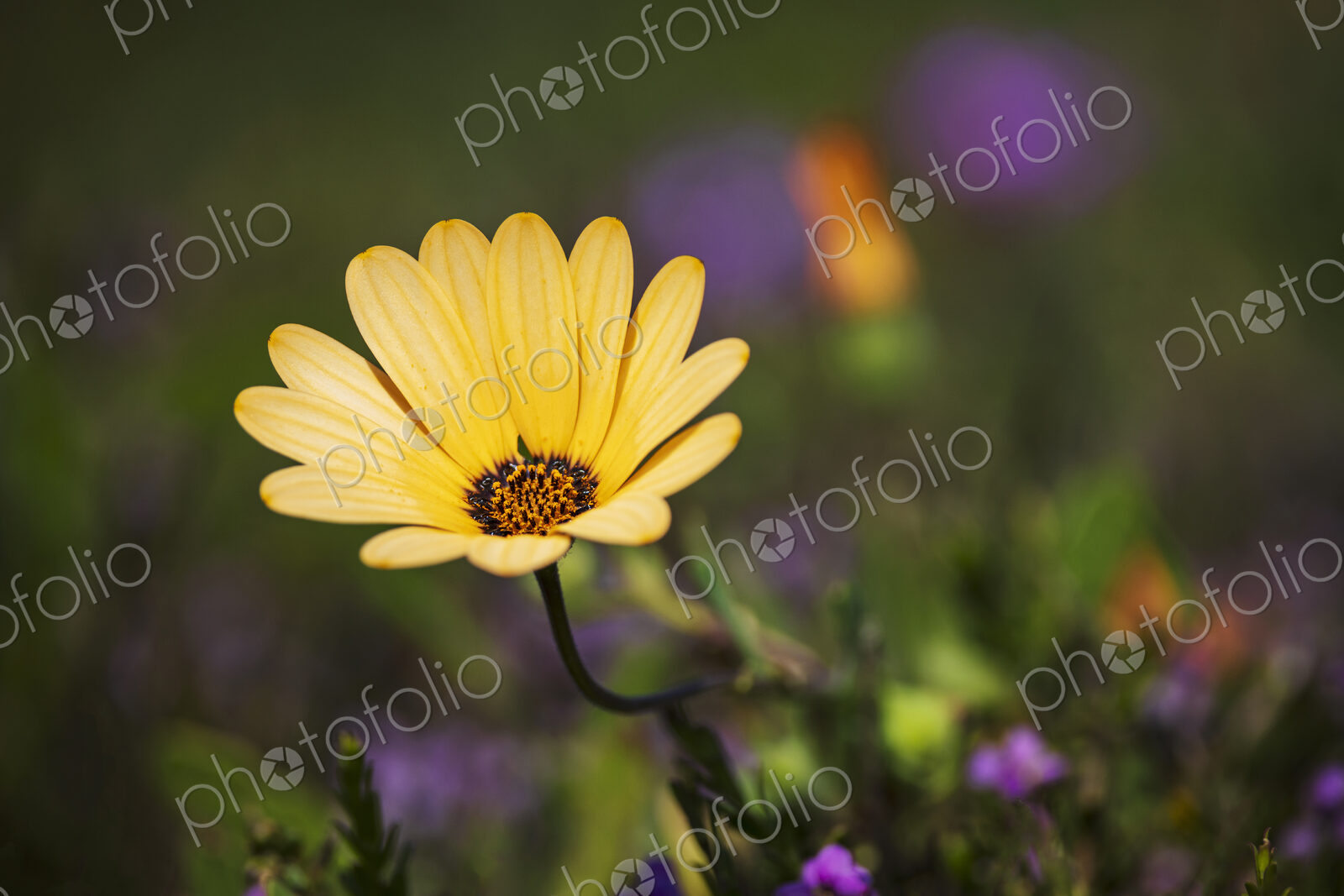 Cape Marigold, African Daisy Dimorphotheca West Coast National Park, Langebaan,…