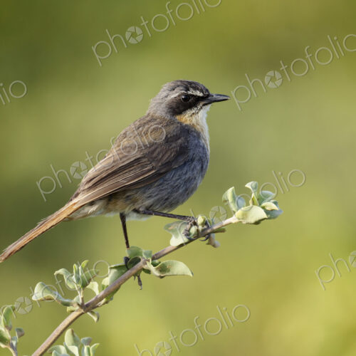 Cape Robin Chat,Cape robin-chat,Dessonornis caffer, perched on a thin branch. West… Cape Robin Chat,Cape robin-chat,Dessonornis caffer, perched on a thin branch. West…